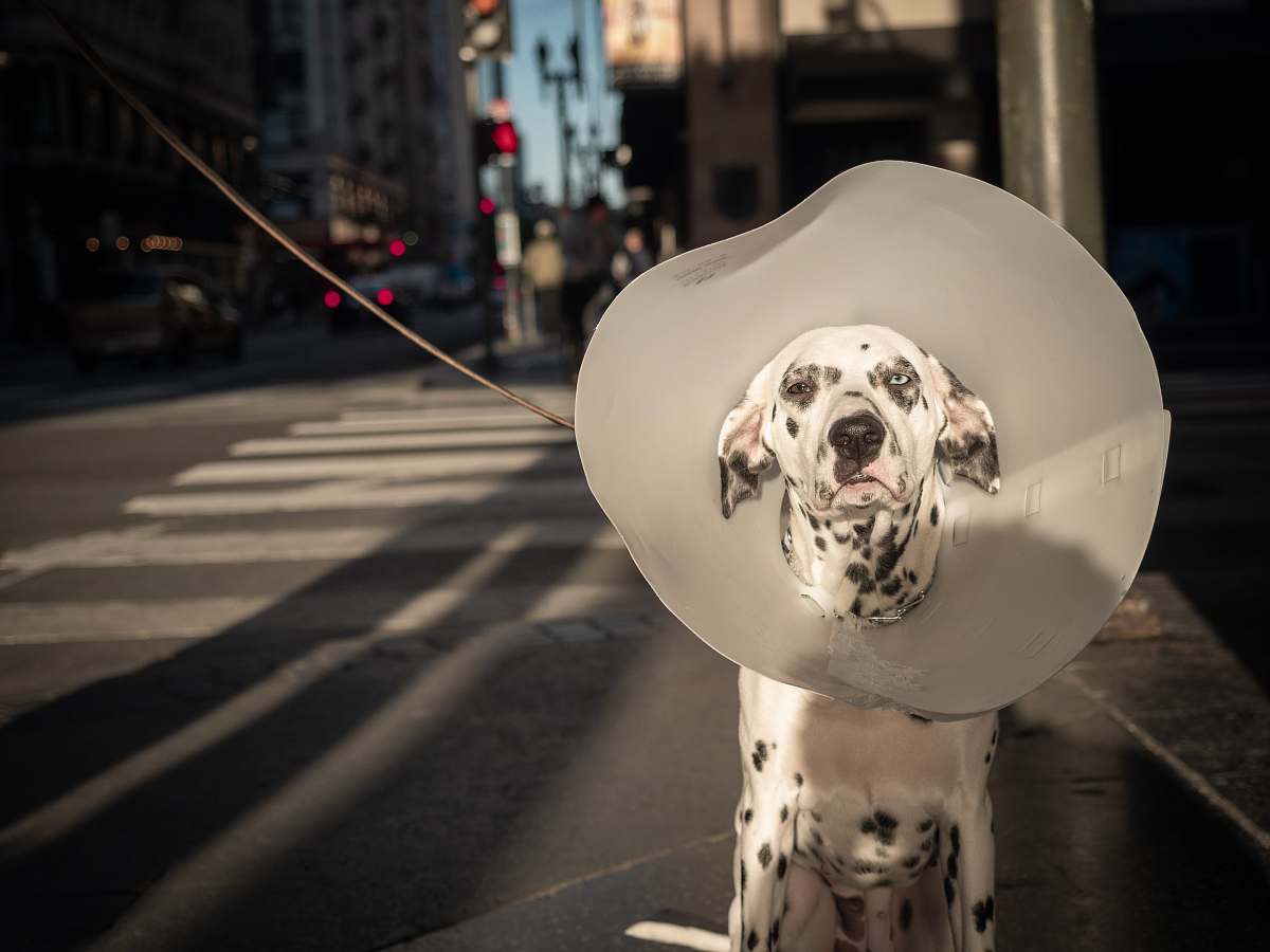 road dalmatian dog sitting on the street human